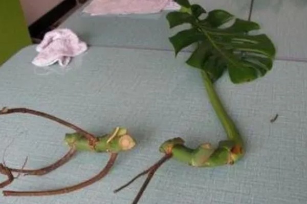 让龟背竹快速开背的方法，首先要提供充足的阳光