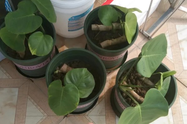 让龟背竹快速开背的方法，首先要提供充足的阳光