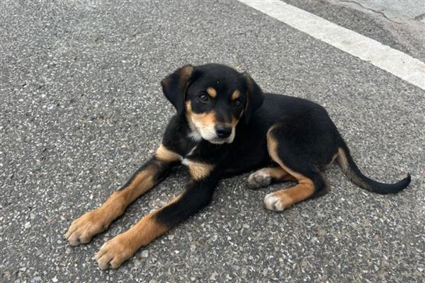 庆大霉素是什么,属于氨基糖苷类药