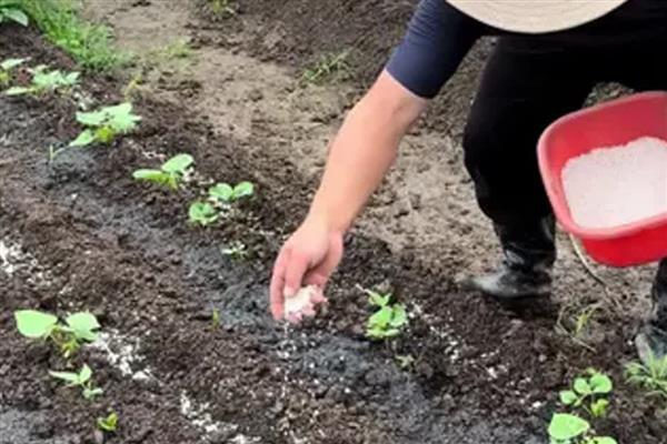 怎么选择复合肥,从以下五点出发