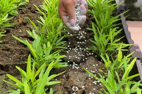 怎么选择复合肥,从以下五点出发
