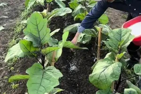 怎么选择复合肥,从以下五点出发