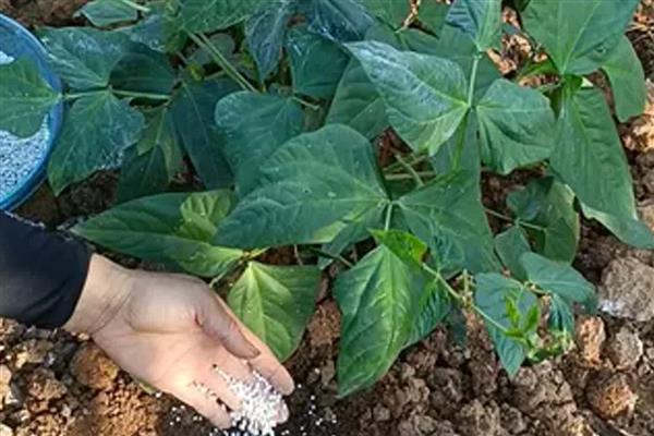 怎么选择复合肥,从以下五点出发