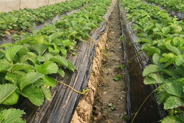 怎么选择复合肥,从以下五点出发