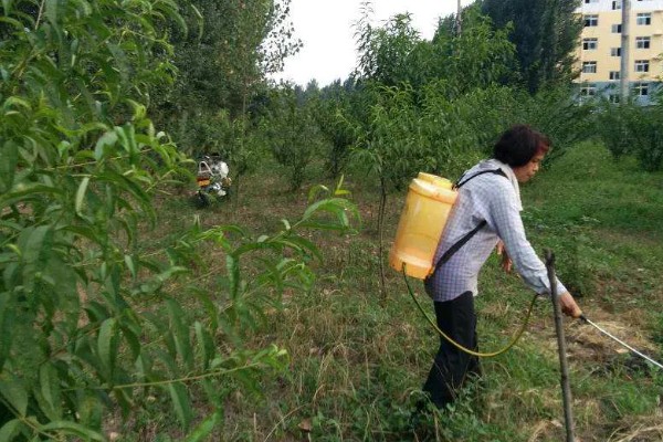 油桃成熟期适合喷什么叶面肥,以钾肥、铁肥、锌肥等肥料为宜