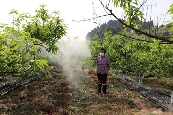 油桃成熟期适合喷什么叶面肥,以钾肥、铁肥、锌肥等肥料为宜