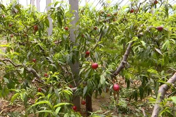 油桃成熟期适合喷什么叶面肥,以钾肥、铁肥、锌肥等肥料为宜