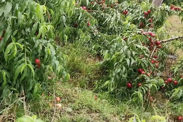 油桃成熟期适合喷什么叶面肥,以钾肥、铁肥、锌肥等肥料为宜