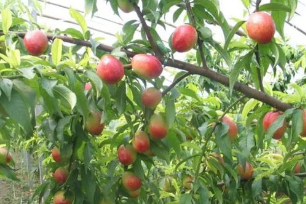 油桃成熟期适合喷什么叶面肥,以钾肥、铁肥、锌肥等肥料为宜