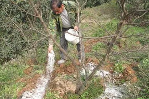 油桃成熟期适合喷什么叶面肥,以钾肥、铁肥、锌肥等肥料为宜