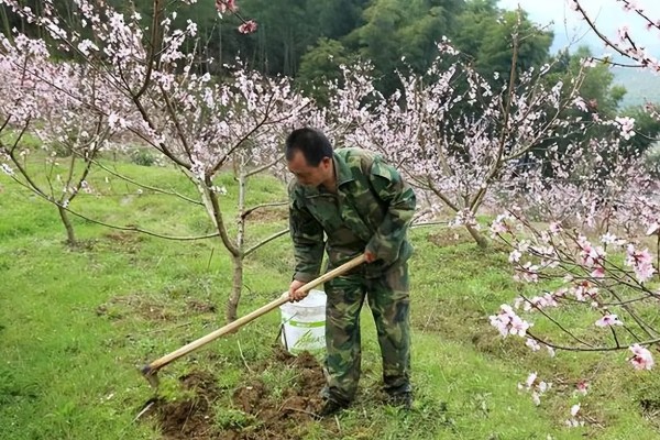 油桃成熟期适合喷什么叶面肥,以钾肥、铁肥、锌肥等肥料为宜