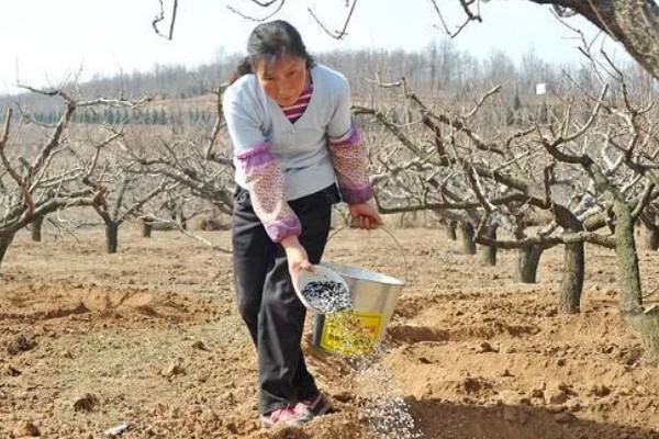 油桃成熟期适合喷什么叶面肥,以钾肥、铁肥、锌肥等肥料为宜