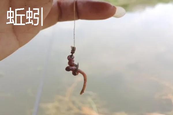 垂钓胡子鲶鱼适合用什么饵料，鸡肝、鸭肠、蚯蚓等鱼饵均可选择