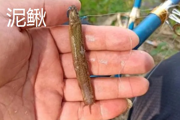垂钓胡子鲶鱼适合用什么饵料，鸡肝、鸭肠、蚯蚓等鱼饵均可选择