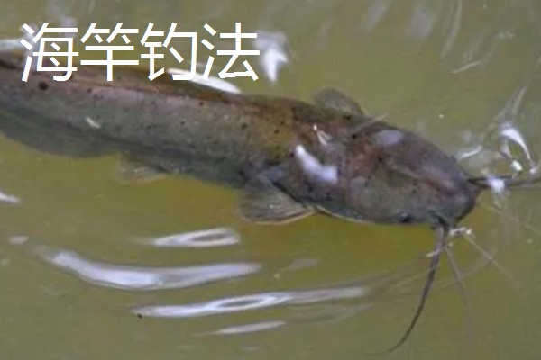 垂钓胡子鲶鱼适合用什么饵料，鸡肝、鸭肠、蚯蚓等鱼饵均可选择