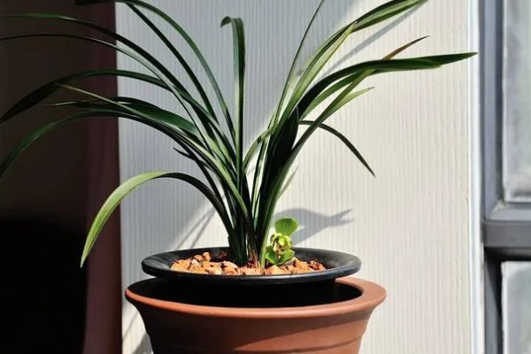 兰花变黄如何挽救,要保证充足的阳光照射