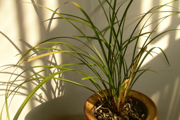 兰花变黄如何挽救,要保证充足的阳光照射