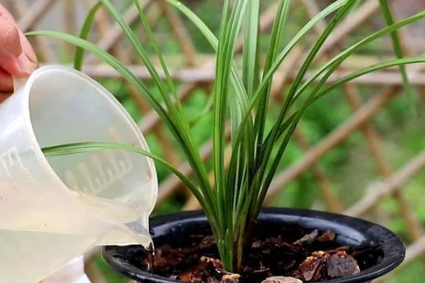 兰花变黄如何挽救,要保证充足的阳光照射