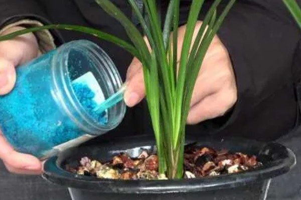 兰花变黄如何挽救,要保证充足的阳光照射