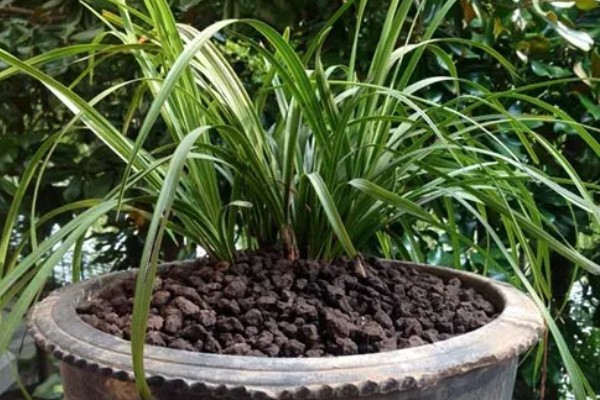 兰花变黄如何挽救,要保证充足的阳光照射