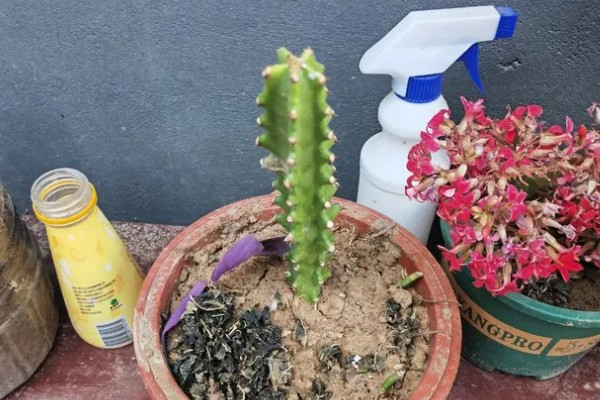 怎么养仙人柱，最好是保持全日照的光照