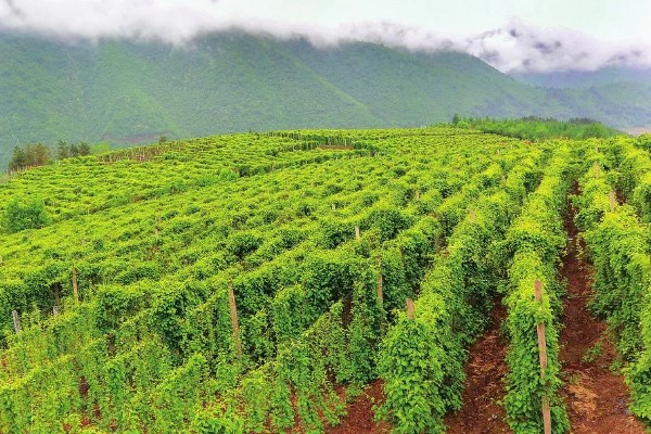 有哪些农业生态效益，包括经济效益和社会效益等