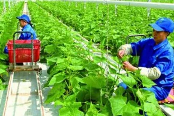 有哪些农业生态效益，包括经济效益和社会效益等