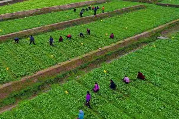 有哪些农业生态效益，包括经济效益和社会效益等
