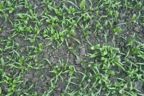 菠菜太密集能移栽吗，太密集也可以移栽