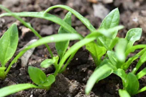 菠菜太密集能移栽吗，太密集也可以移栽