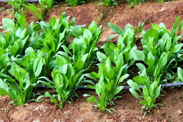 菠菜太密集能移栽吗，太密集也可以移栽