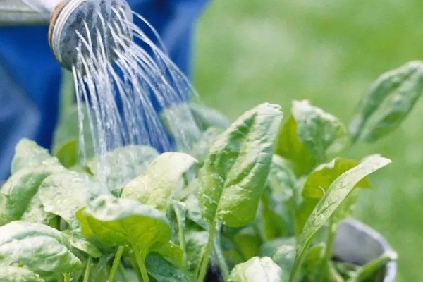 菠菜太密集能移栽吗，太密集也可以移栽