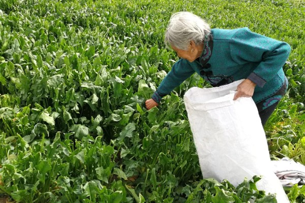 菠菜太密集能移栽吗，太密集也可以移栽