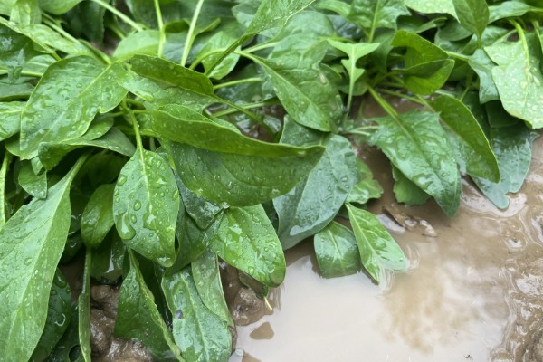 菠菜太密集能移栽吗，太密集也可以移栽