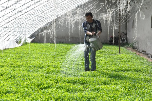 菠菜太密集能移栽吗，太密集也可以移栽