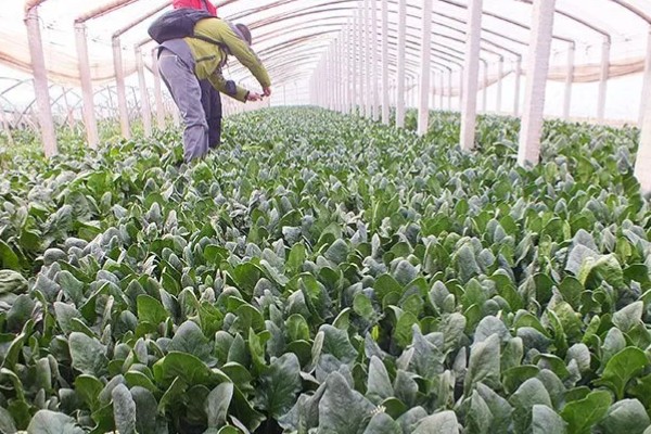 菠菜太密集能移栽吗，太密集也可以移栽