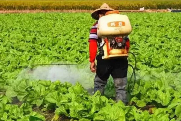 菠菜太密集能移栽吗，太密集也可以移栽