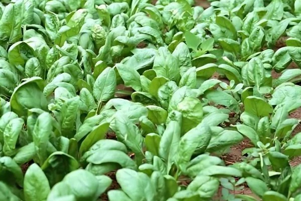 菠菜太密集能移栽吗，太密集也可以移栽
