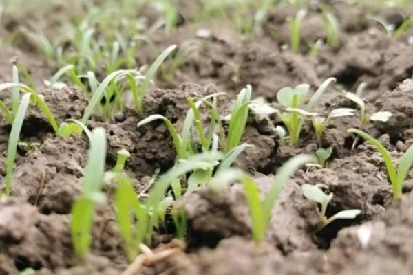 菠菜太密集能移栽吗，太密集也可以移栽