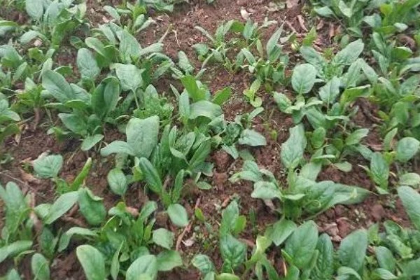 菠菜太密集能移栽吗，太密集也可以移栽