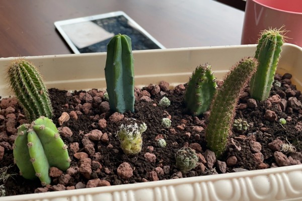 怎么养仙人柱，最好是保持全日照的光照