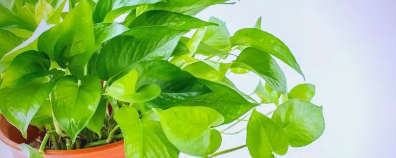 绿萝是什么，是天南星科麒麟叶属的植株