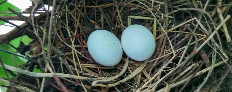 斑鸠的产蛋间隔，间隔24小时左右再次生产