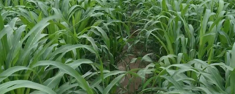 甜高粱牧草怎么种植，每个土穴播种2-3粒