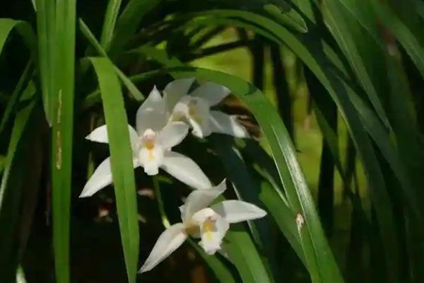 独占春的养殖方法,喜欢湿润的环境