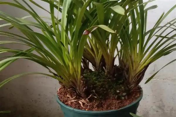 独占春的养殖方法,喜欢湿润的环境