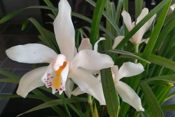 独占春的养殖方法,喜欢湿润的环境