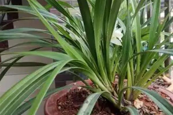 独占春的养殖方法,喜欢湿润的环境