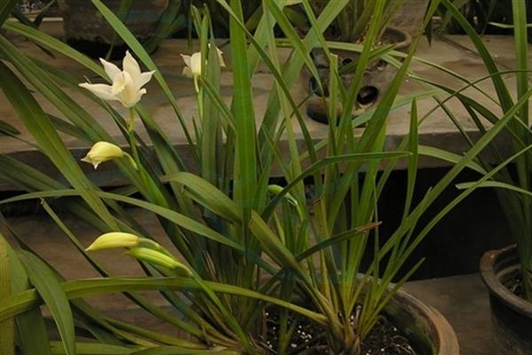 独占春的养殖方法,喜欢湿润的环境