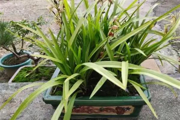 独占春的养殖方法,喜欢湿润的环境